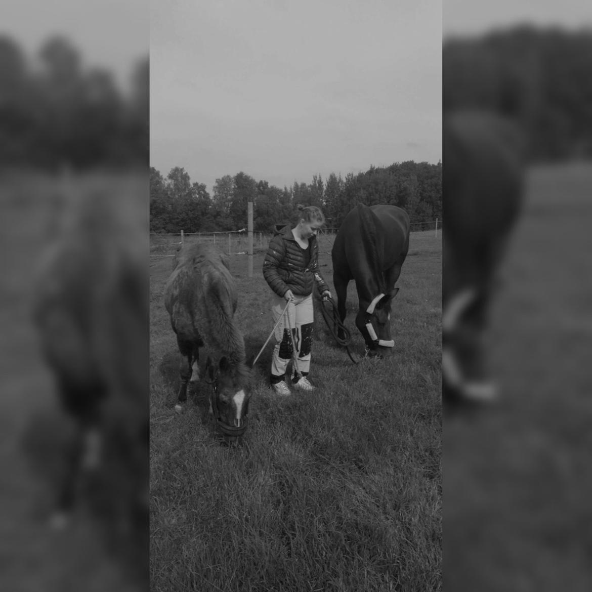 Hollandsk Varmblod Victorie billede 5