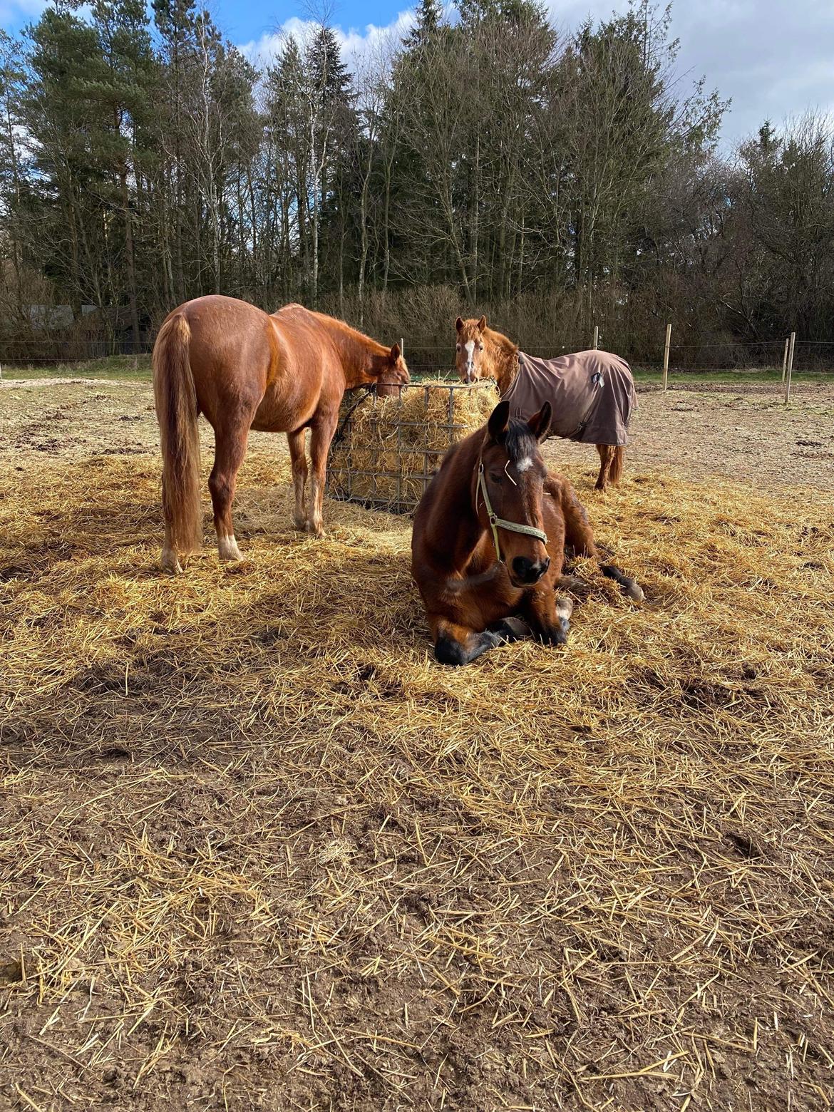 Hollandsk Varmblod Victorie billede 4