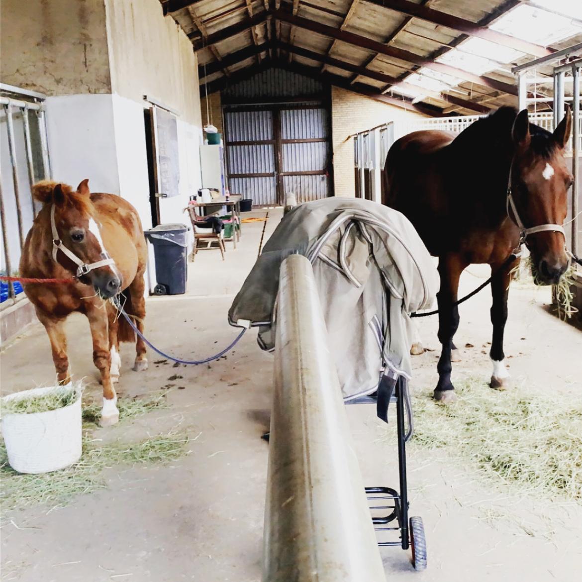 Hollandsk Varmblod Victorie billede 7