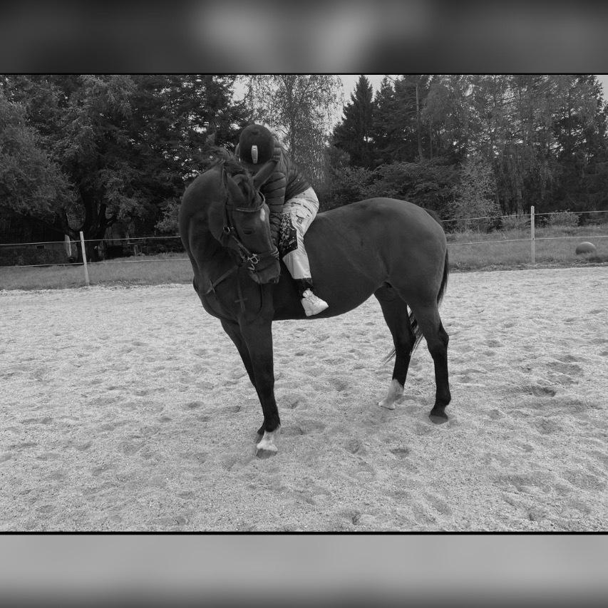 Hollandsk Varmblod Victorie billede 8