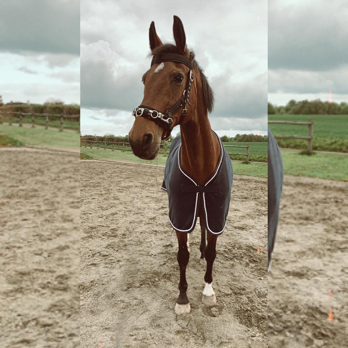 Hollandsk Varmblod Victorie billede 9