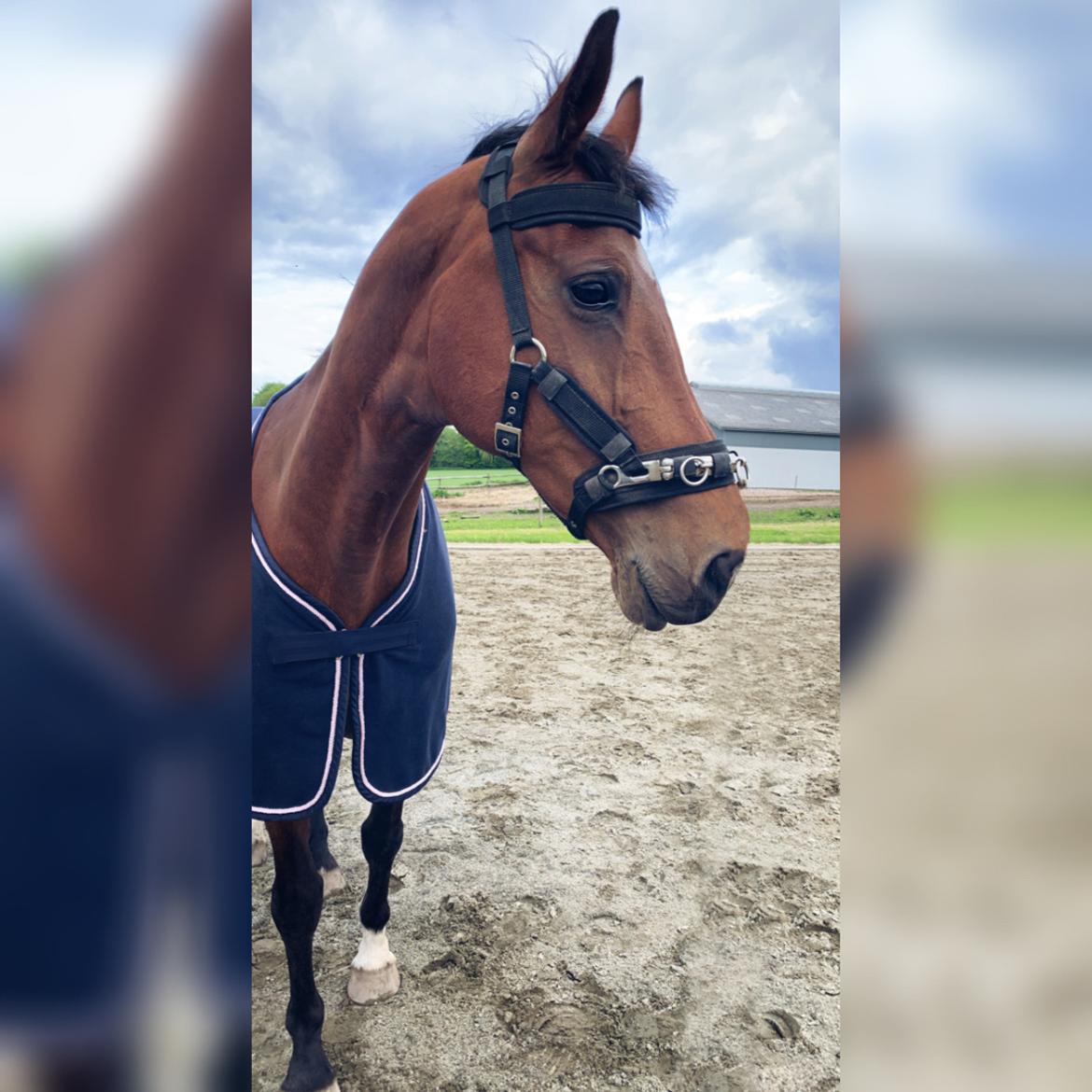 Hollandsk Varmblod Victorie billede 10