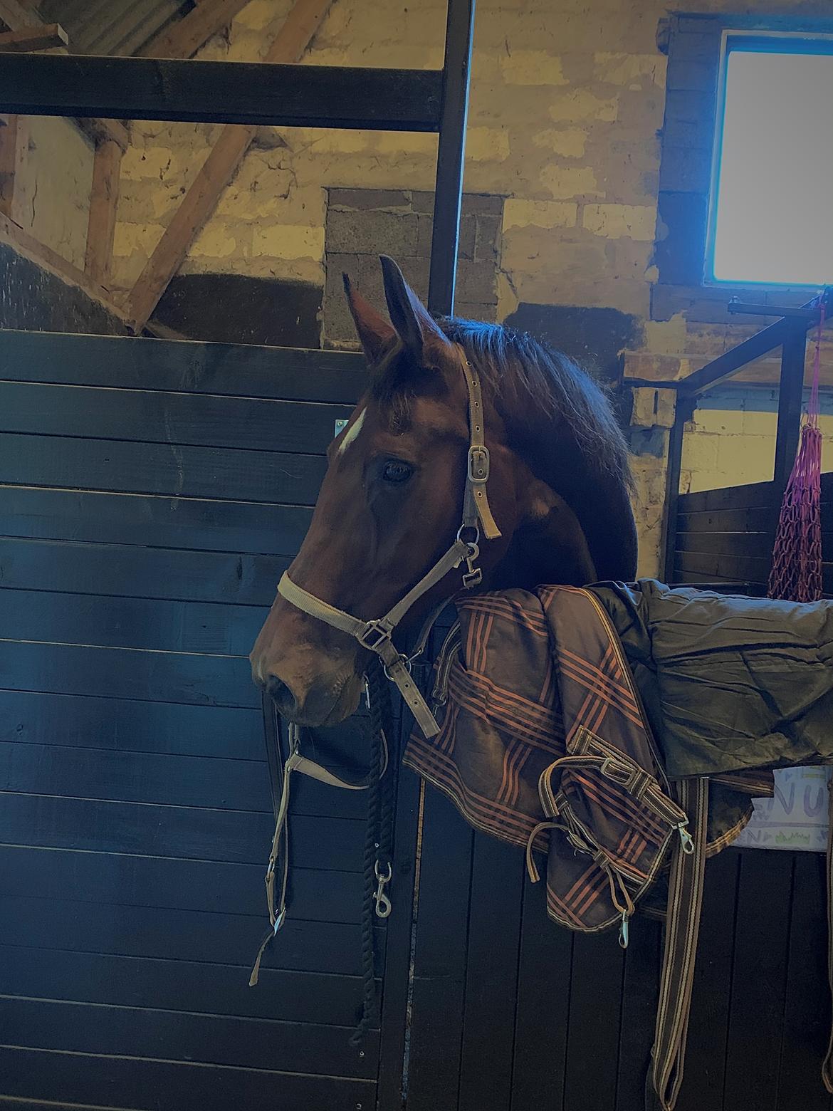 Hollandsk Varmblod Victorie billede 11