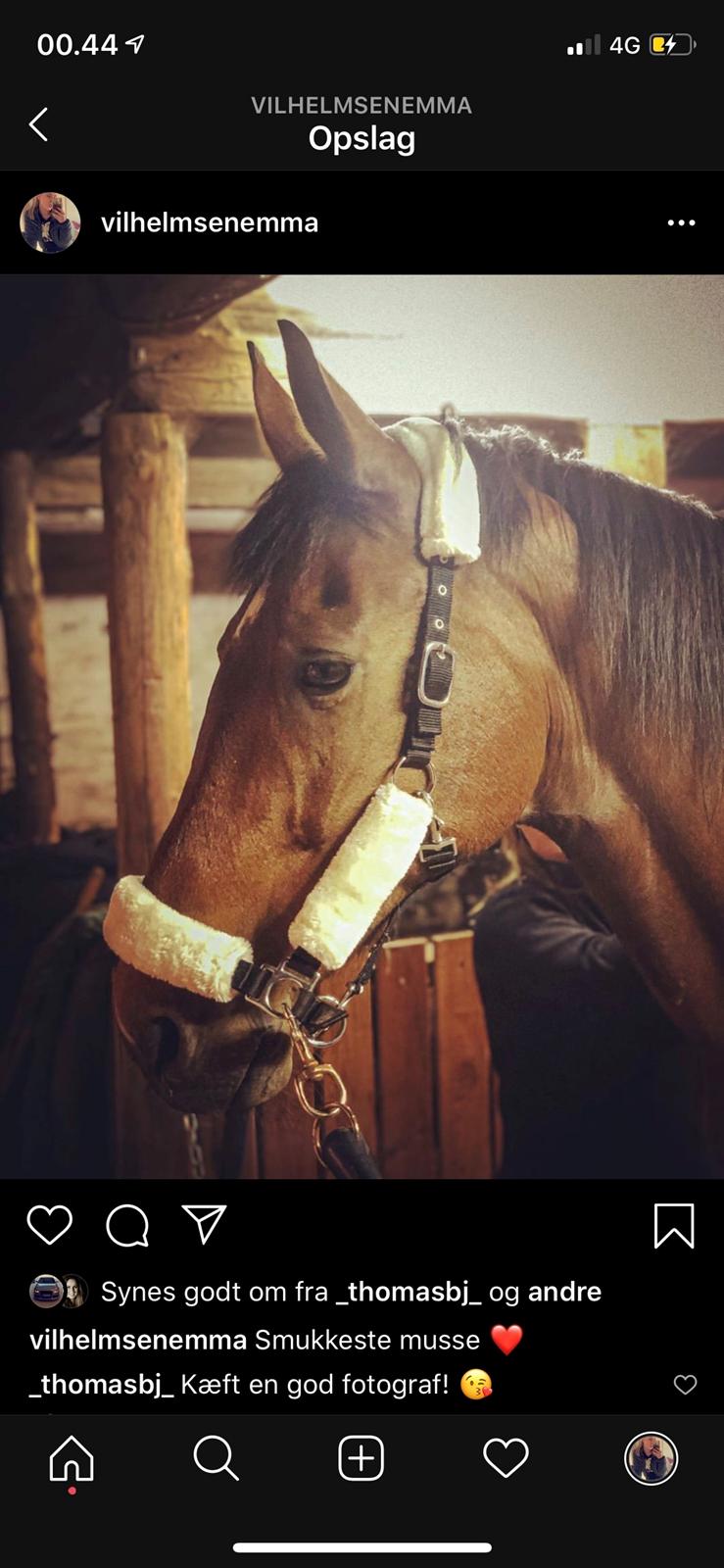 Hollandsk Varmblod Victorie billede 12