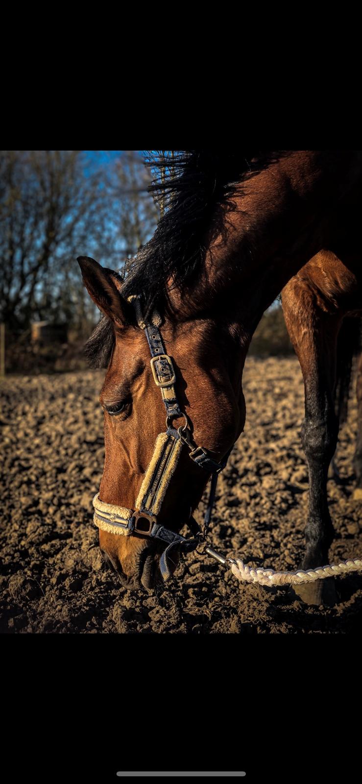 Hollandsk Varmblod Victorie billede 13