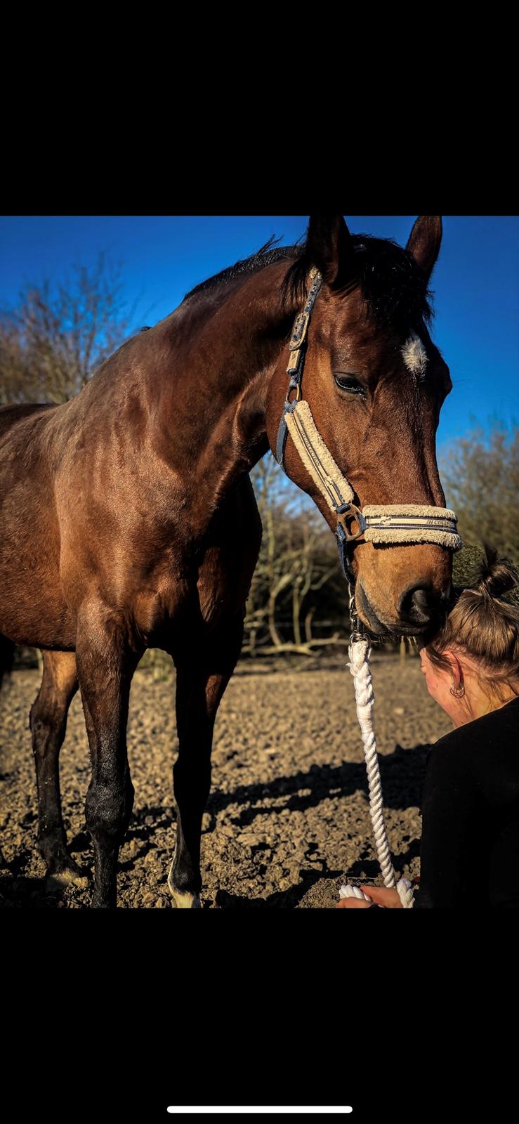 Hollandsk Varmblod Victorie billede 14