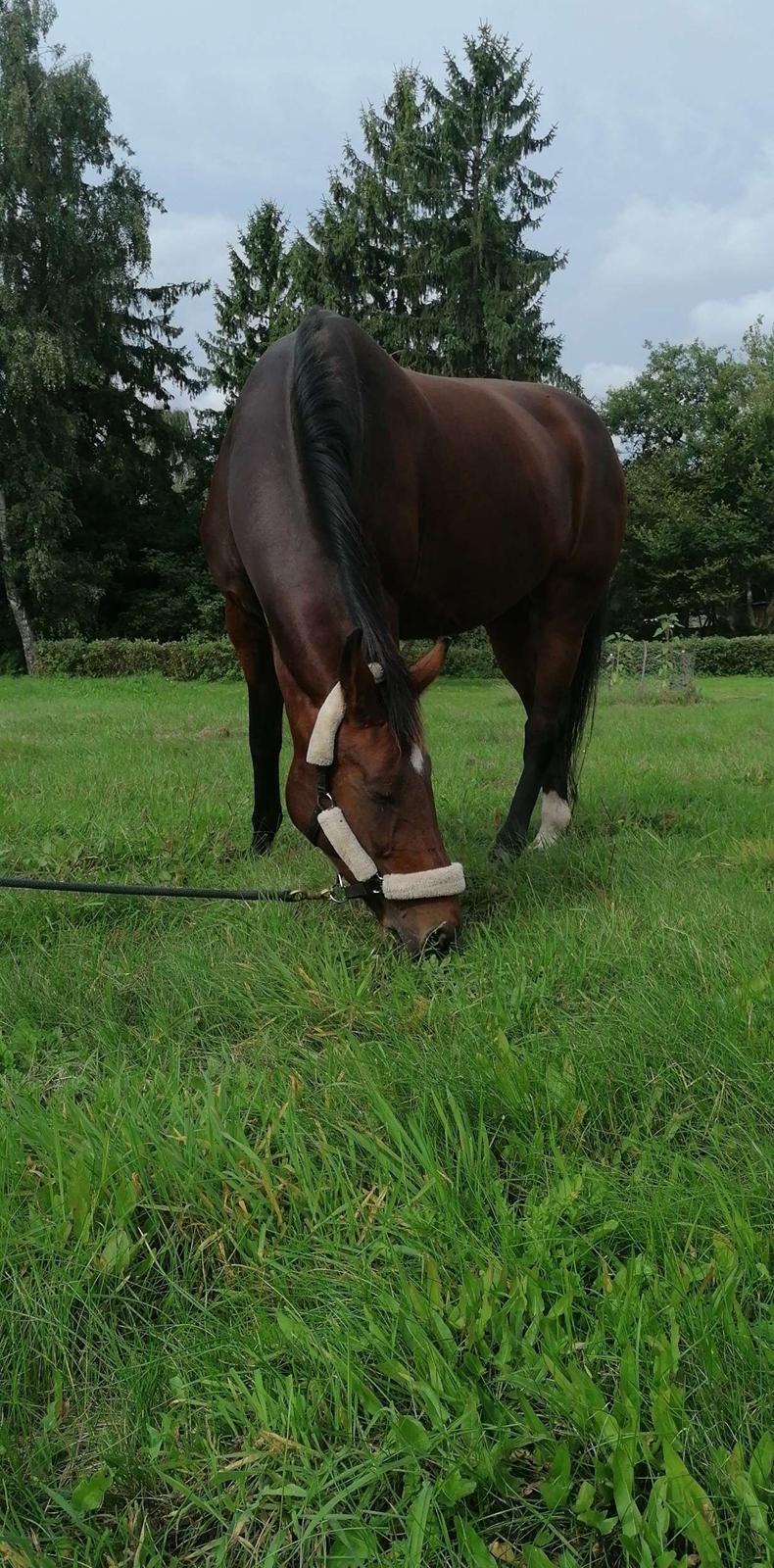 Hollandsk Varmblod Victorie billede 6