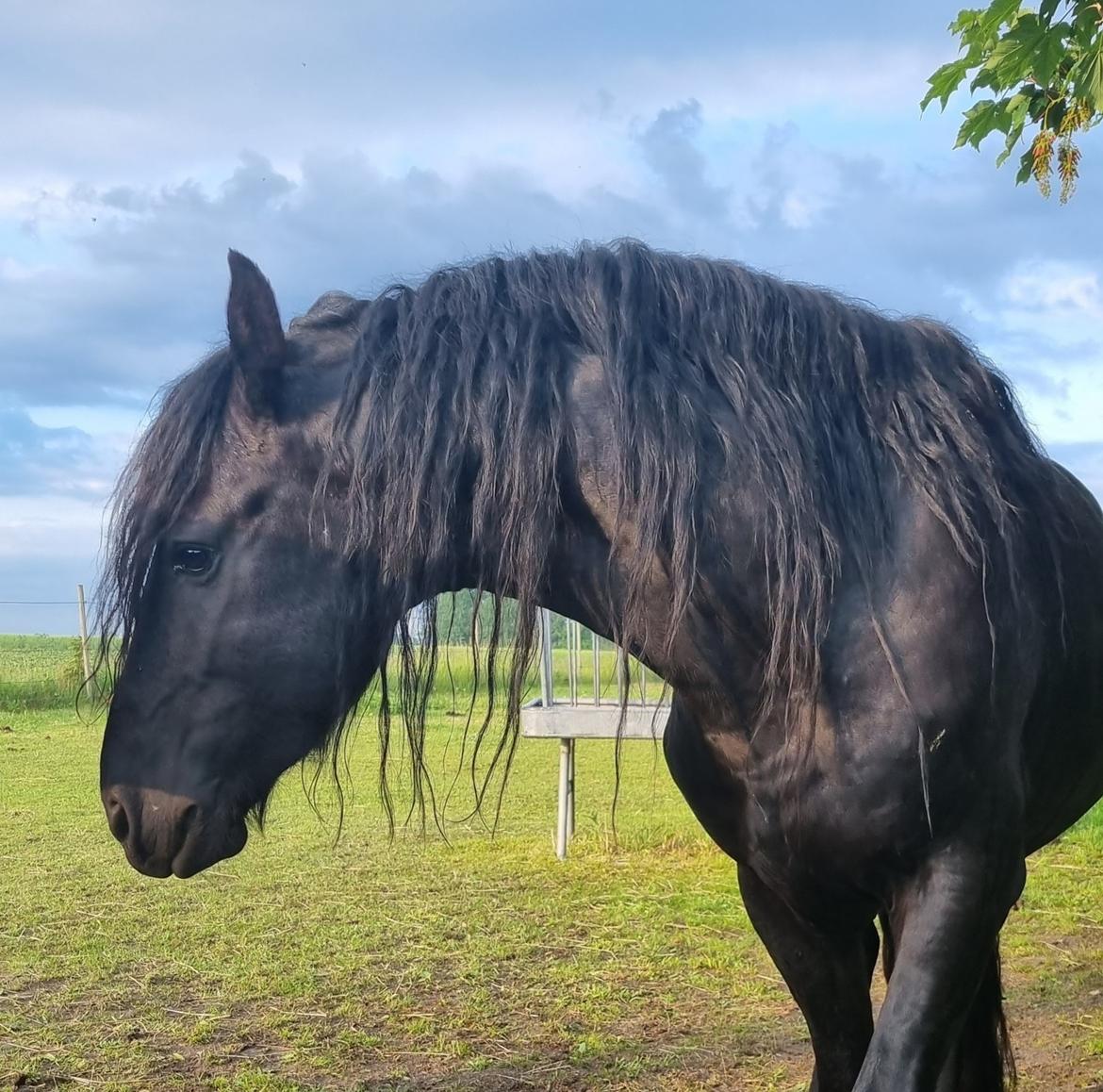 Frieser Ghost billede 13