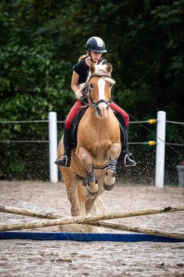Haflinger Nastor  billede 3