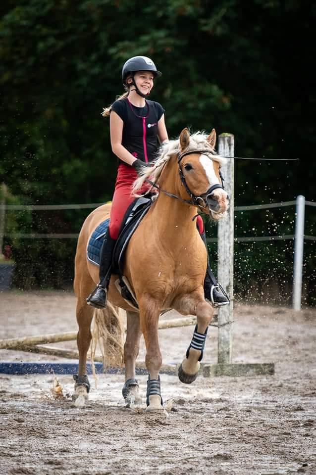 Haflinger Nastor  billede 1
