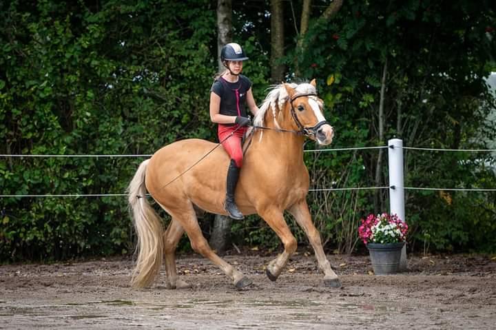 Haflinger Nastor  billede 4