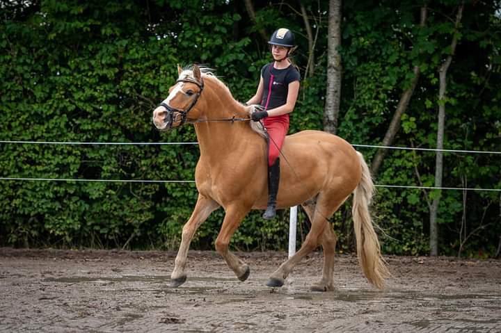 Haflinger Nastor  billede 5
