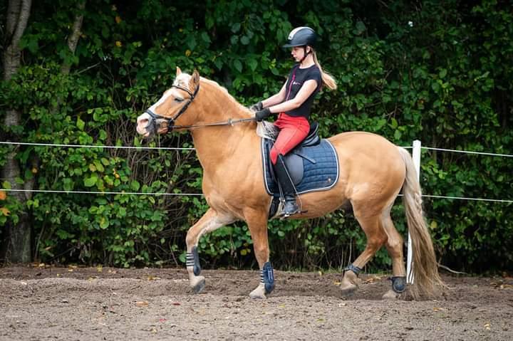 Haflinger Nastor  billede 6