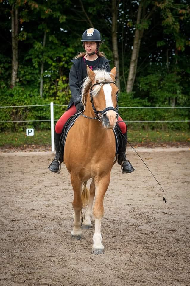 Haflinger Nastor  billede 7