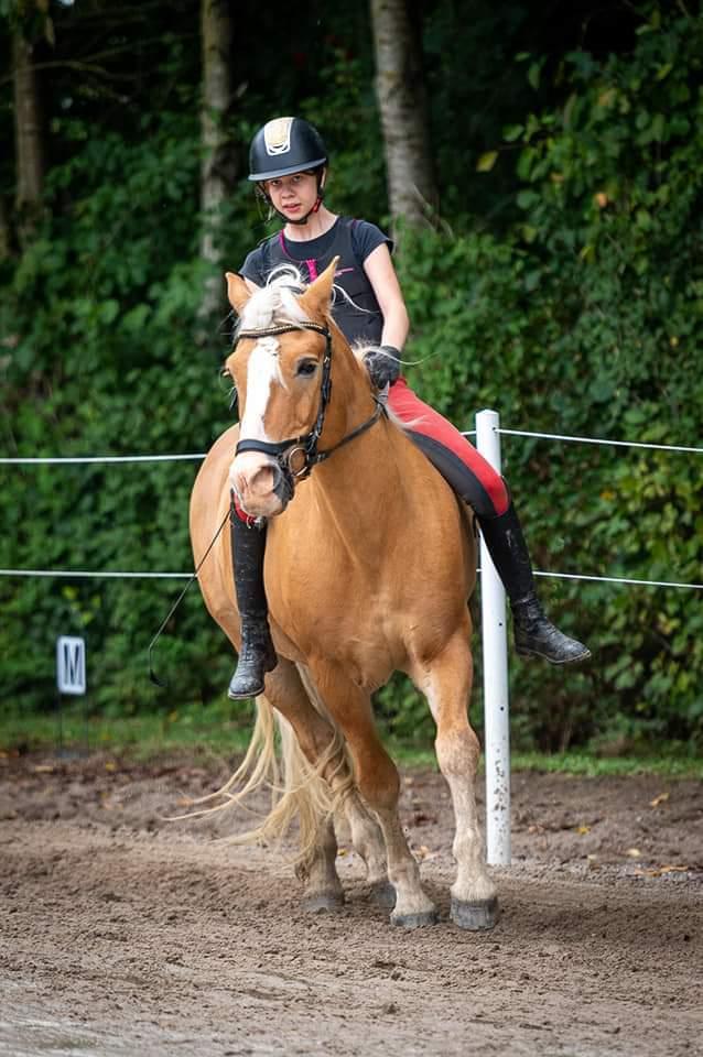 Haflinger Nastor  billede 2