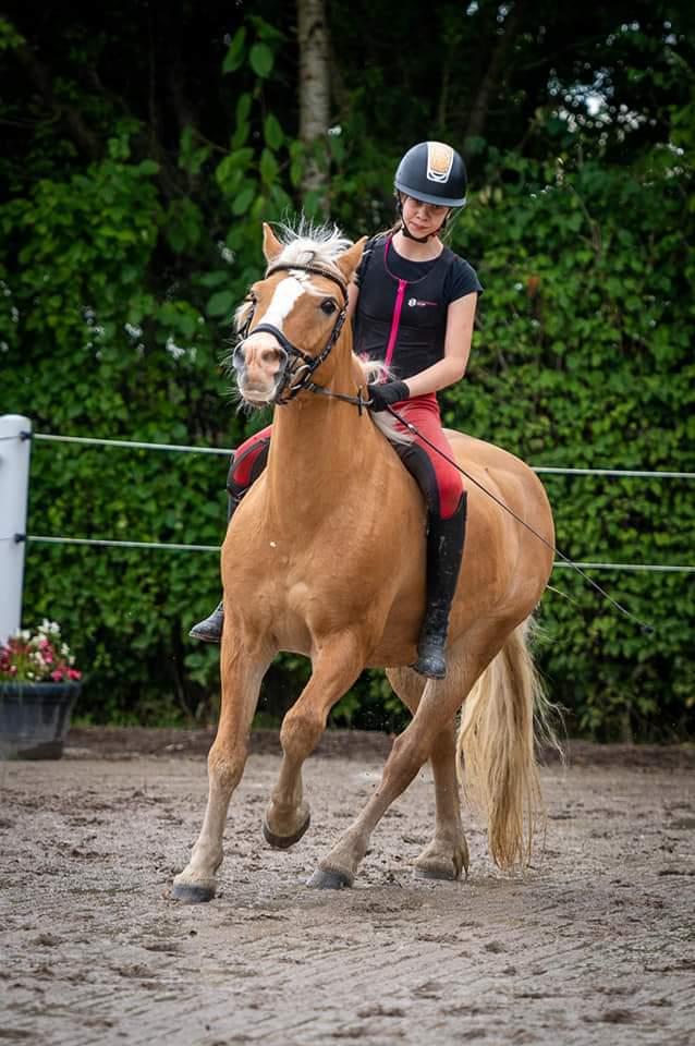 Haflinger Nastor  billede 8
