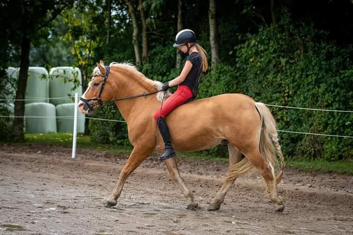 Haflinger Nastor  billede 9