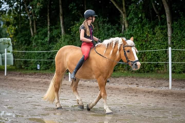 Haflinger Nastor  billede 10
