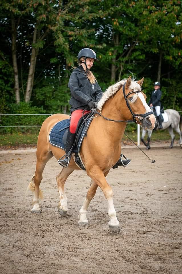 Haflinger Nastor  billede 13