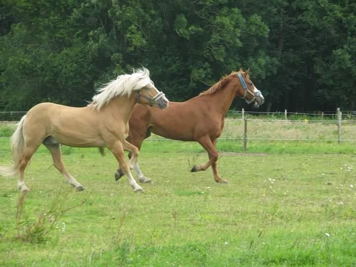 Haflinger Nastor  billede 14