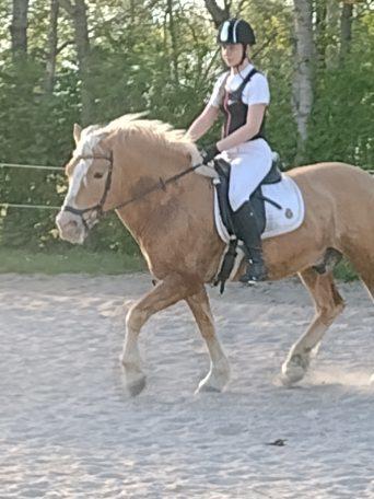 Haflinger Nastor  billede 20