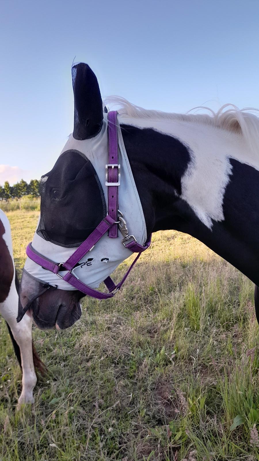 Pinto Søgårds Purple Rain billede 41