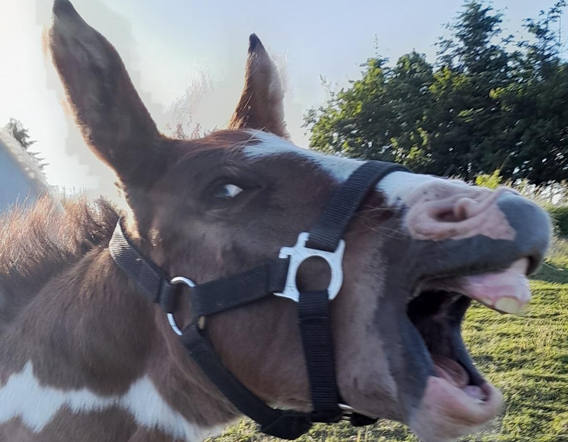 Pinto Søgårds After Eight  billede 10