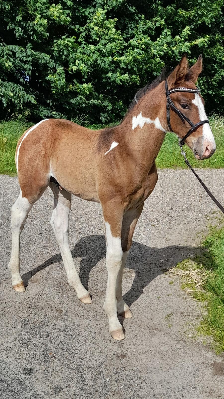 Pinto Søgårds After Eight  billede 7