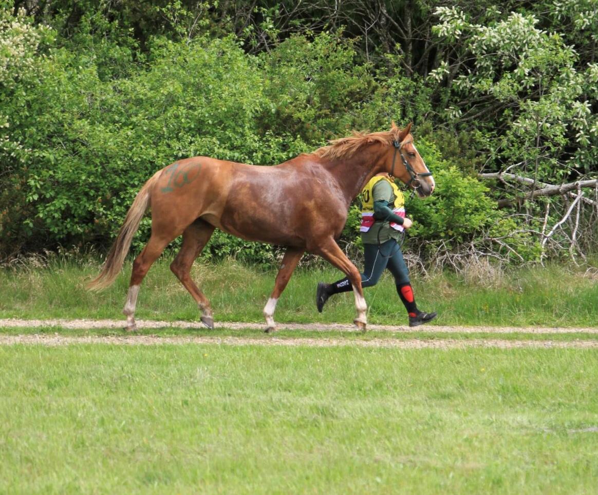 Anden særlig race Mio billede 11