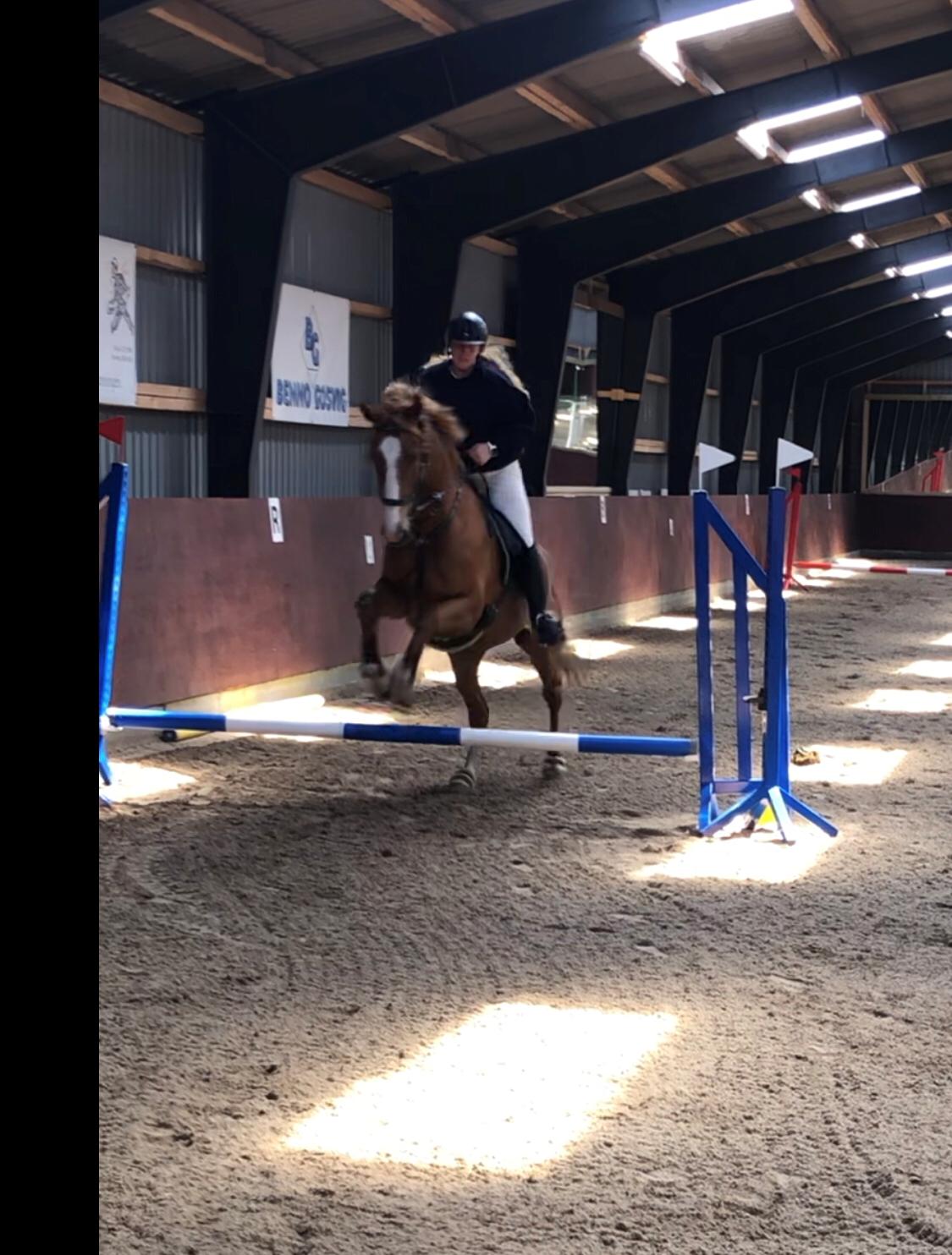 Anden særlig race Mio billede 14