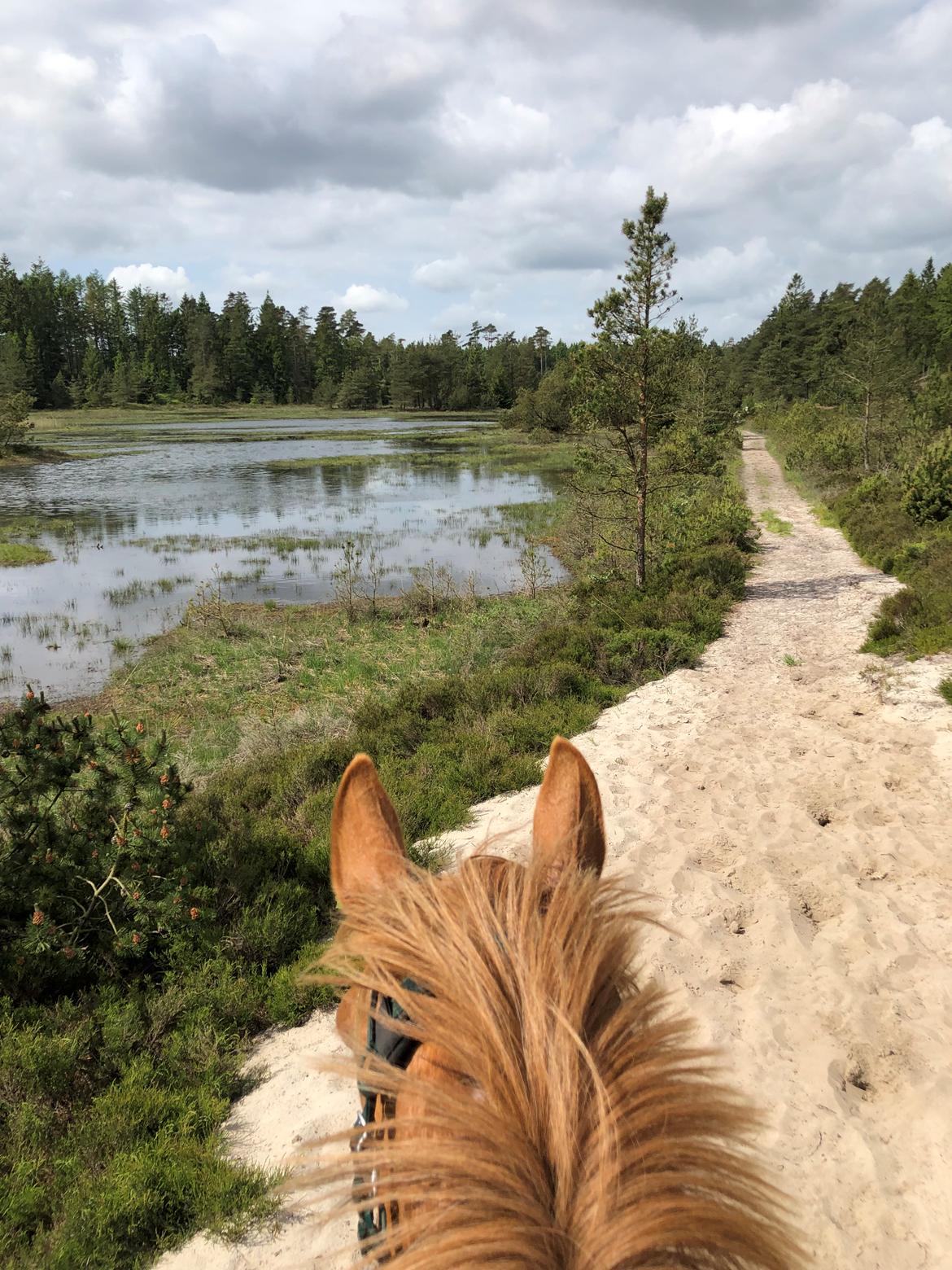 Anden særlig race Mio billede 12