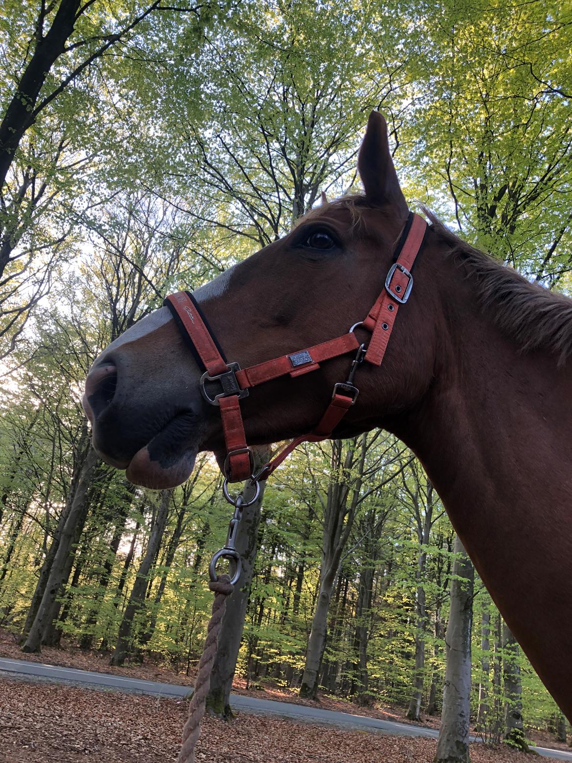 Anden særlig race Mio billede 18