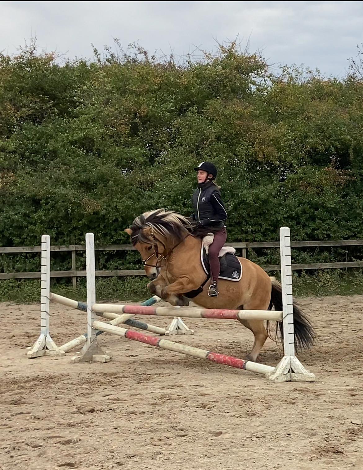 Anden særlig race Tobias billede 16
