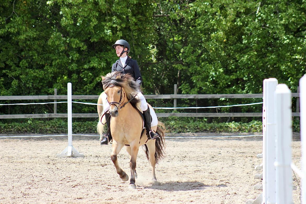 Anden særlig race Tobias billede 17