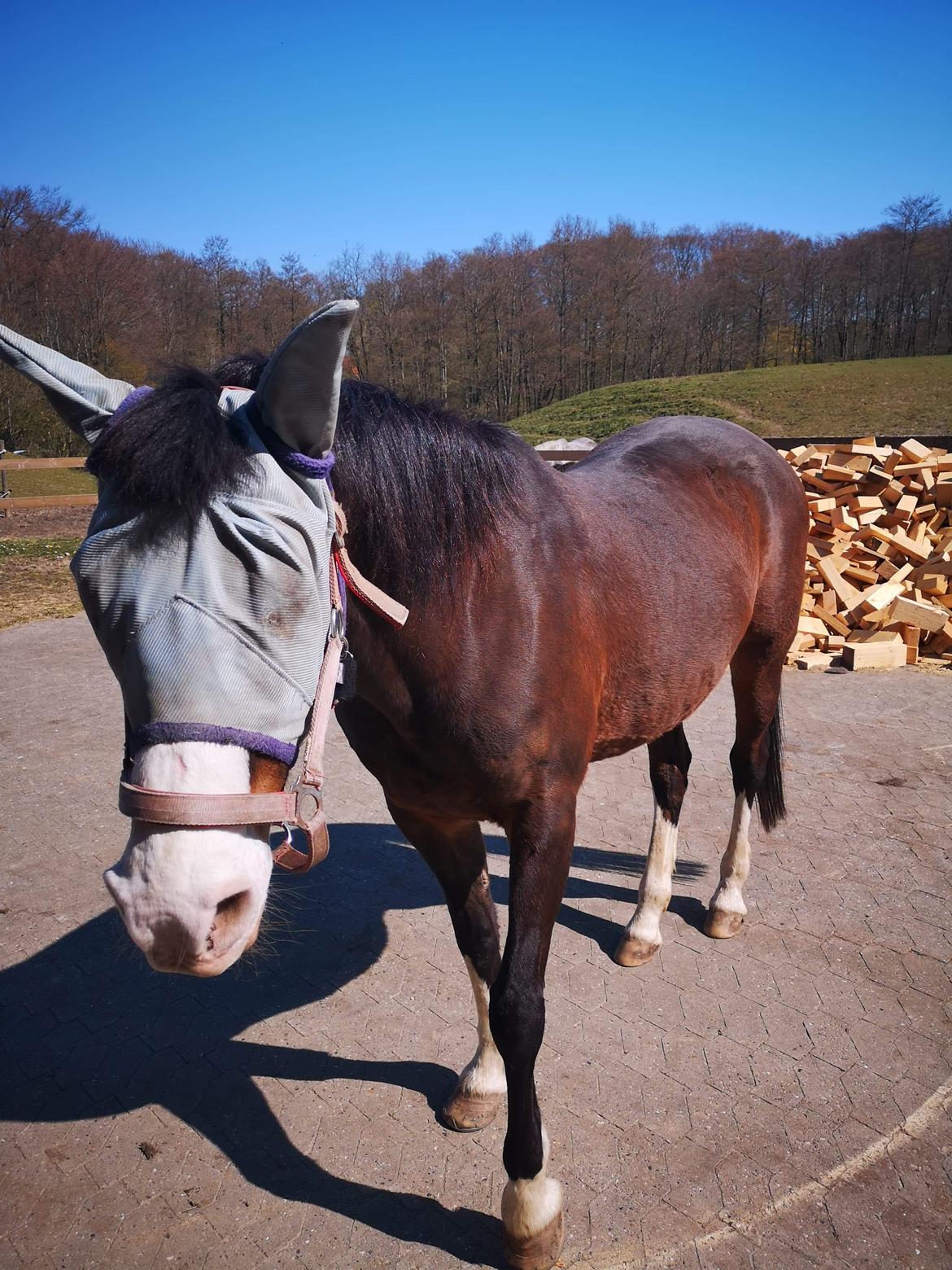 Anden særlig race Mitzi billede 7