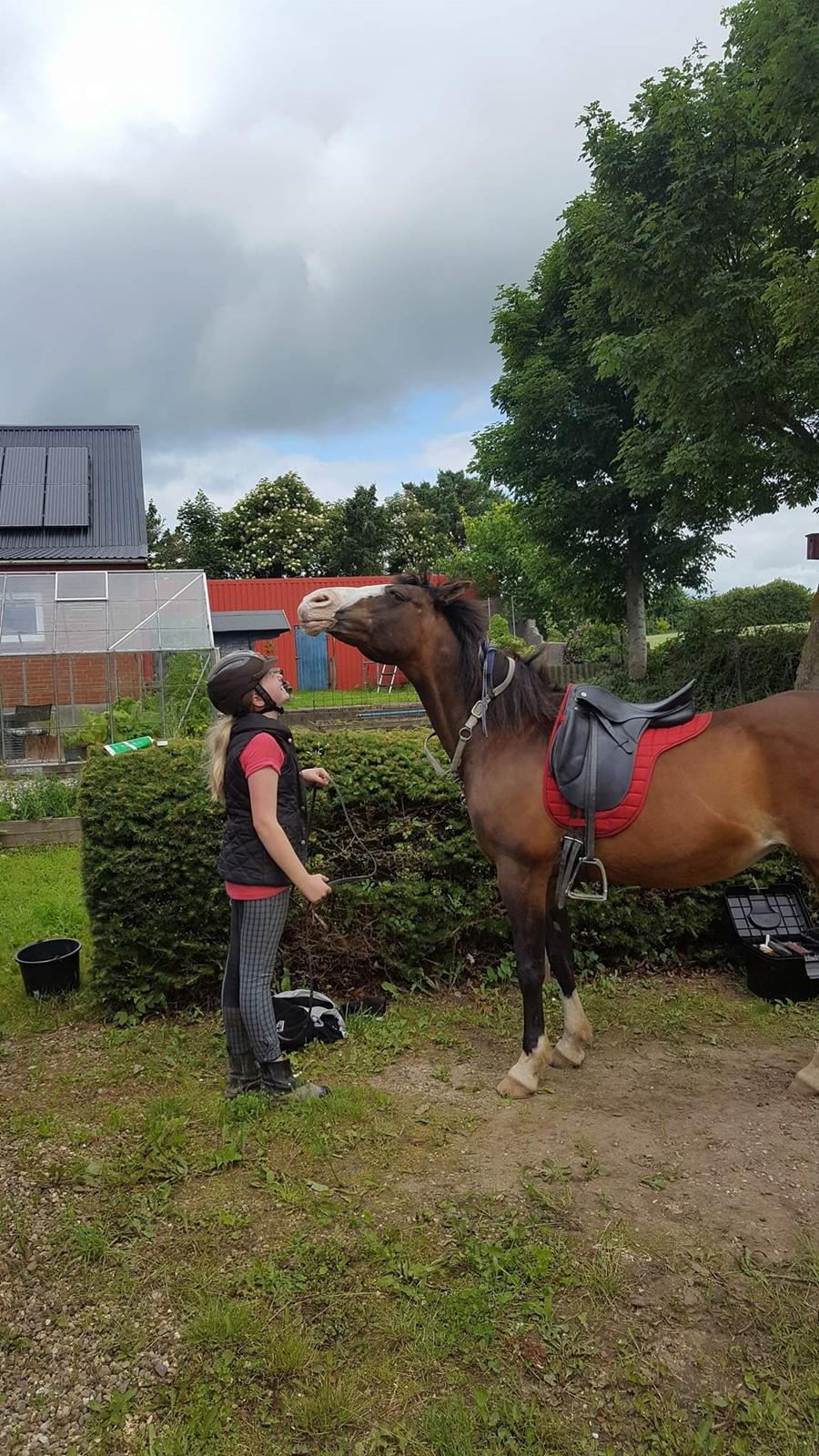 Anden særlig race Mitzi billede 10