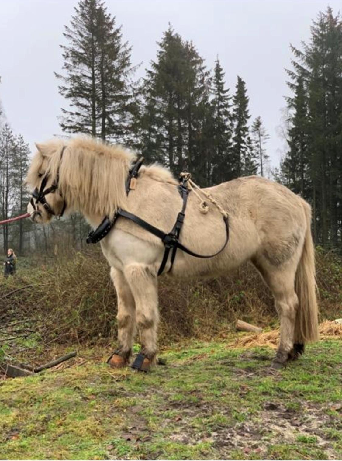 Islænder Sól fra Hjortlund billede 19