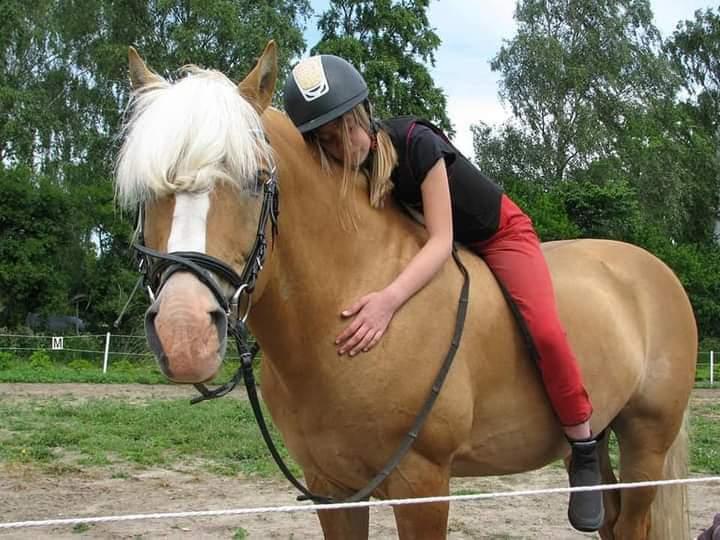 Haflinger Nastor  billede 16