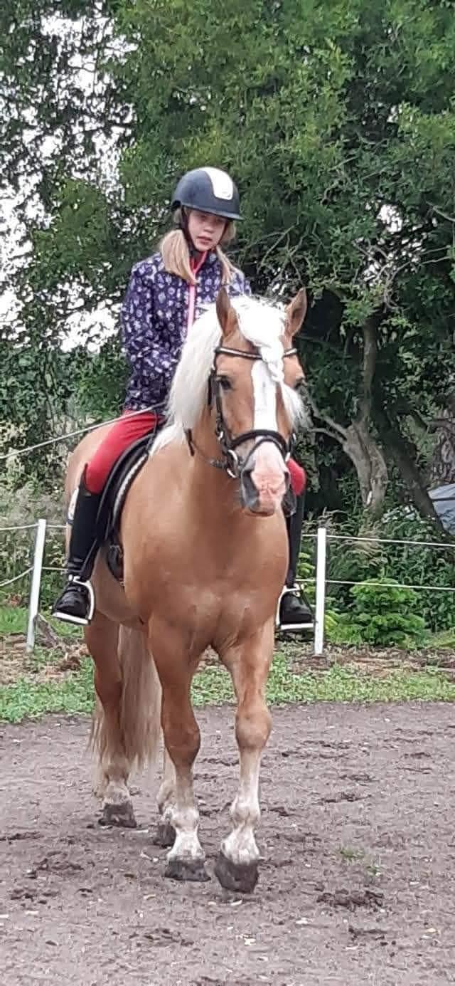 Haflinger Nastor  billede 17