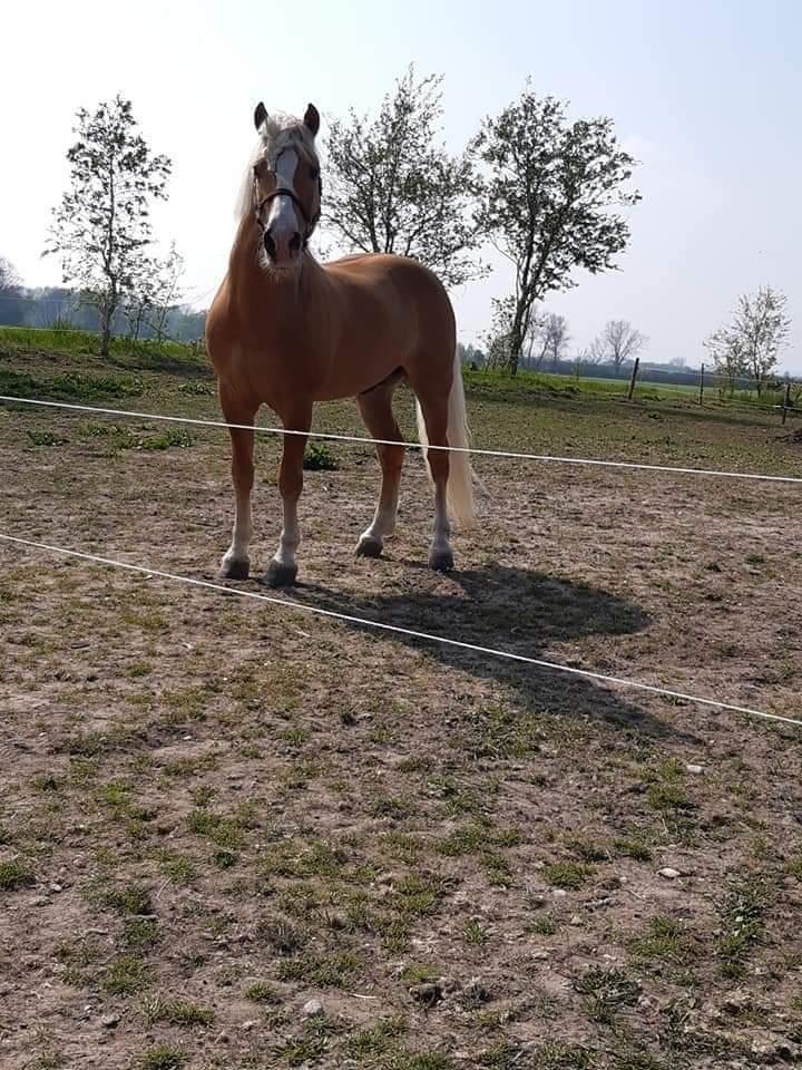 Haflinger Nastor  billede 18