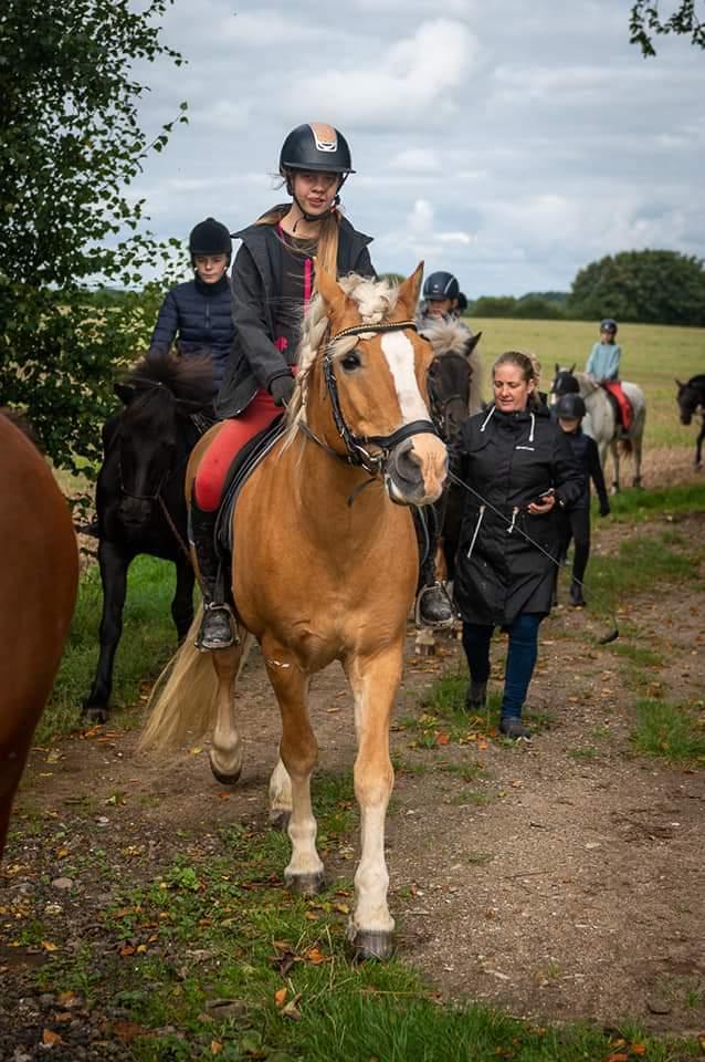 Haflinger Nastor  billede 19