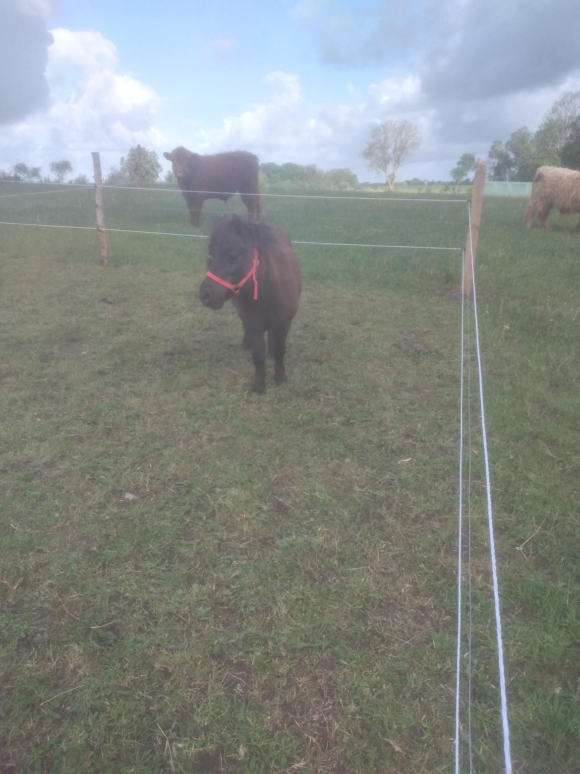 Shetlænder Lotte billede 8