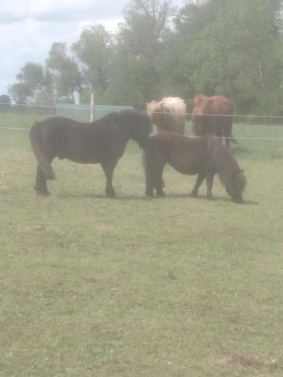 Shetlænder Lotte billede 9