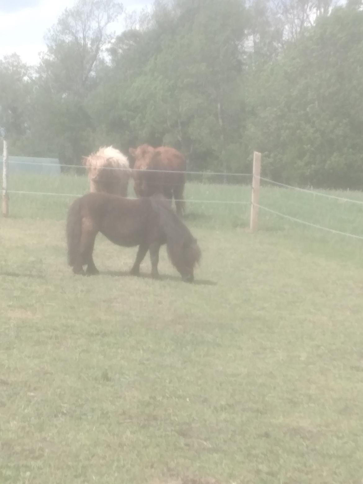 Shetlænder Lotte billede 10