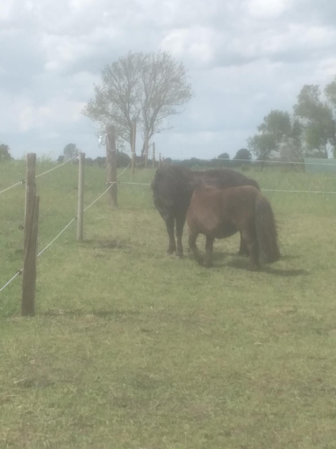 Shetlænder Lotte billede 12