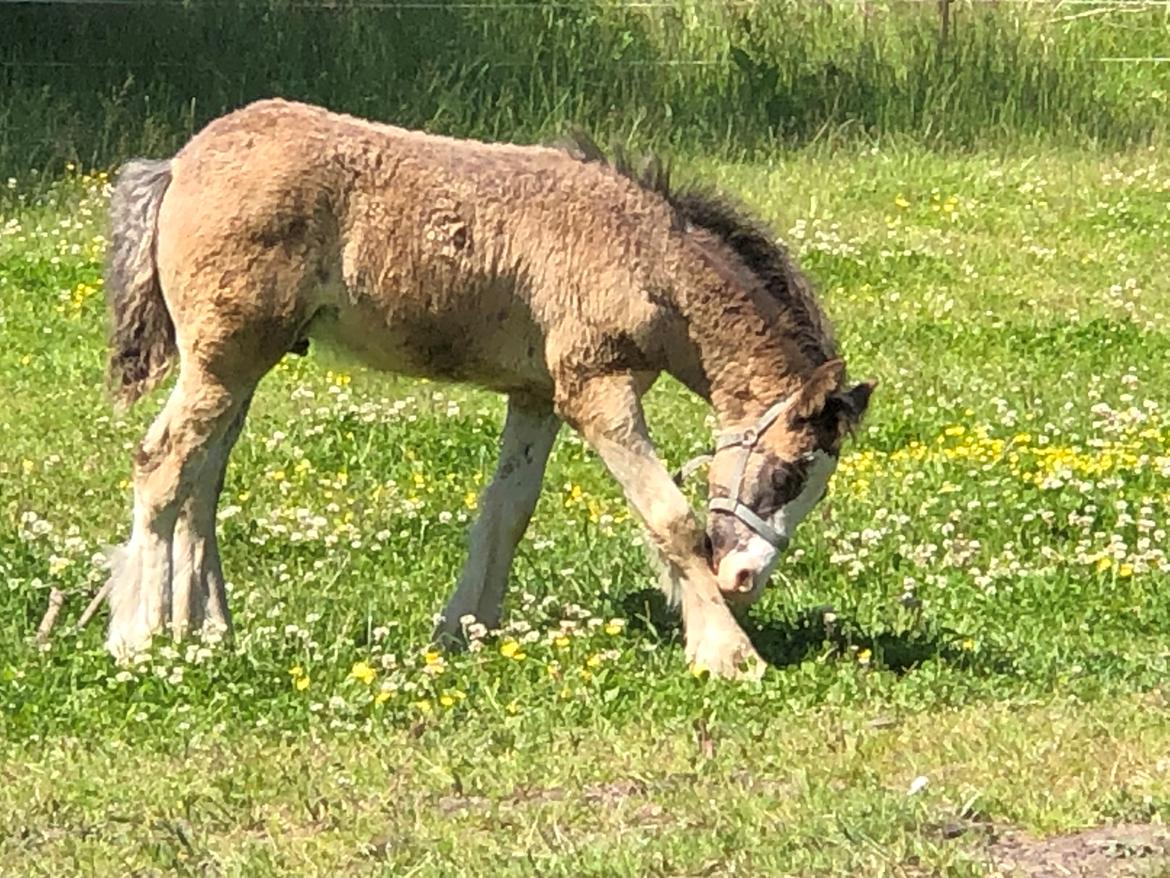 Irish Cob Team Hammer's Sir Amadeus *søger nyt hjem* billede 10