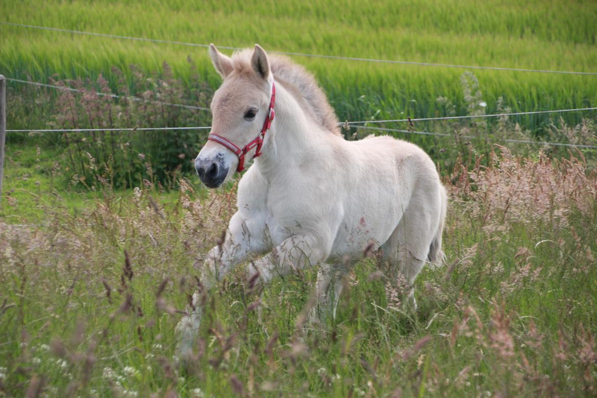 Fjordhest Lamhaves Saga billede 1