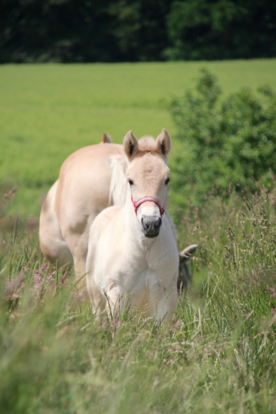 Fjordhest Lamhaves Saga billede 2