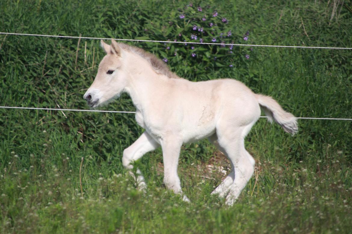 Fjordhest Lamhaves Saga billede 4