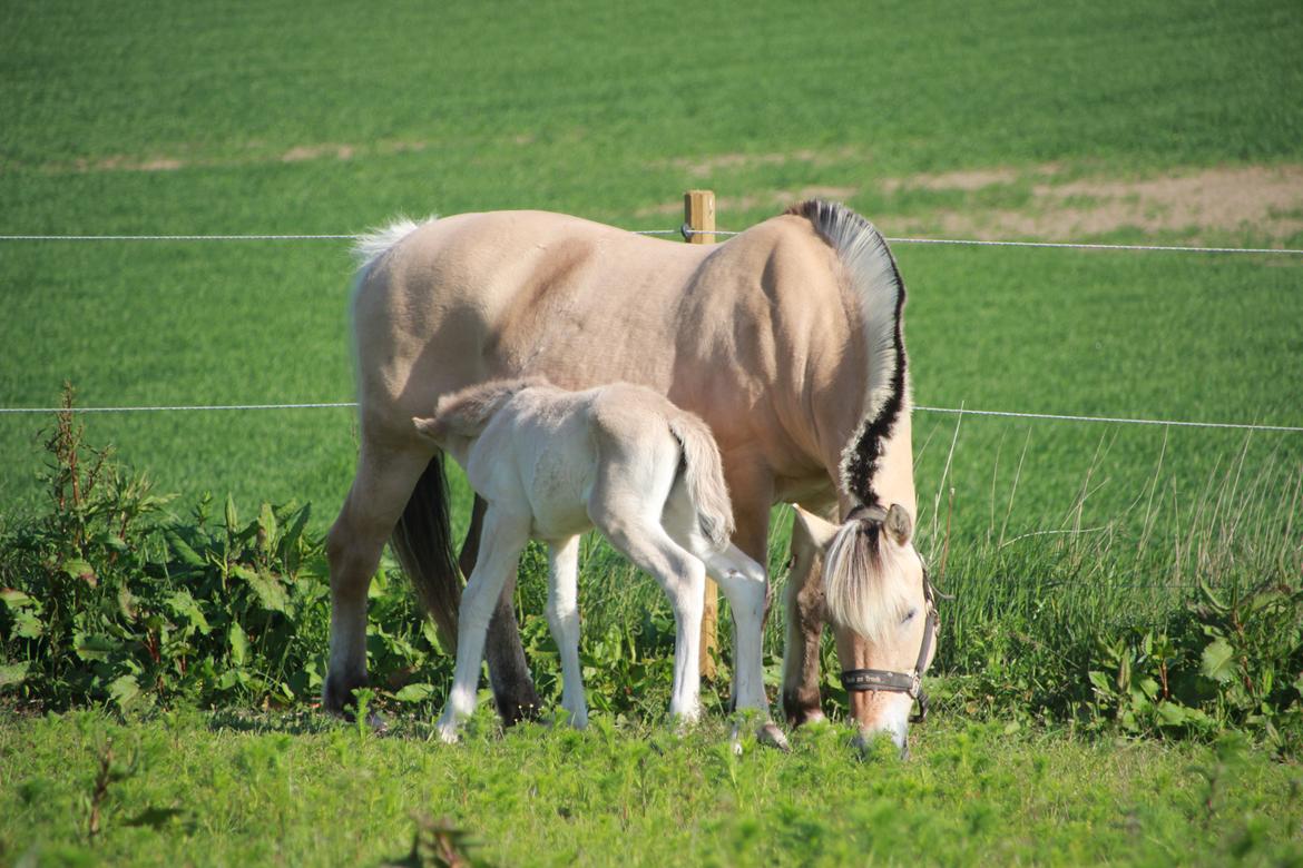 Fjordhest Lamhaves Saga billede 3